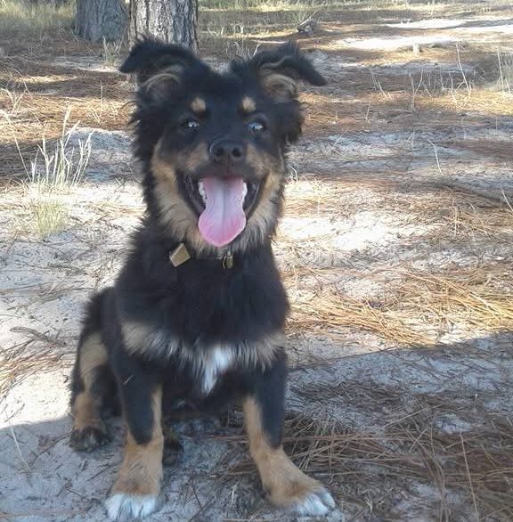 Mordelon, uno de los perros que fue presuntamente envenenado, perteneciente a la familia de Carolina Piñeiro